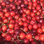 I Ciliegi فندق مبيت وإفطار