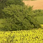 فندق مبيت وإفطار I Ciliegi أوزيمو