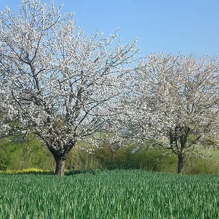 I Ciliegi 3* Osimo