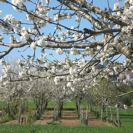 Alojamento de Acomodação e Pequeno-almoço I Ciliegi Osimo