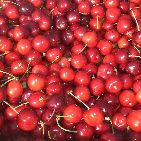 I Ciliegi Bed & Breakfast