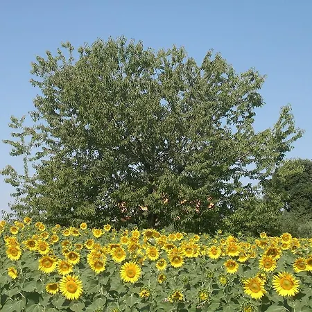 Alojamento de Acomodação e Pequeno-almoço I Ciliegi