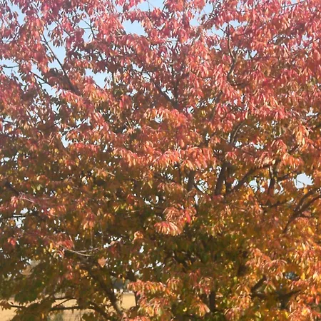 Bed & Breakfast I Ciliegi Osimo