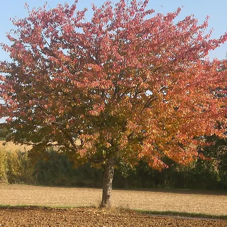 Alojamento de Acomodação e Pequeno-almoço I Ciliegi Osimo