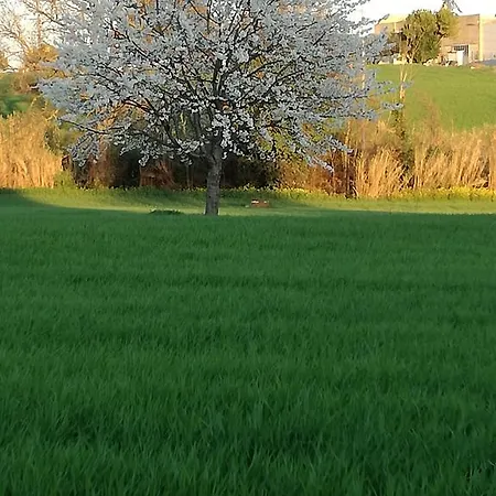 I Ciliegi Osimo