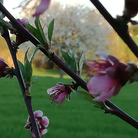 I Ciliegi Bed & Breakfast