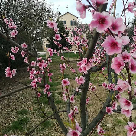 I Ciliegi