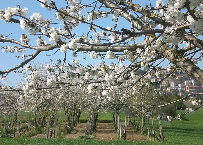 Bed & Breakfast I Ciliegi Osimo