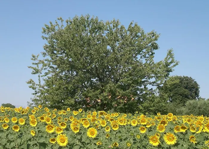 Bed & Breakfast I Ciliegi