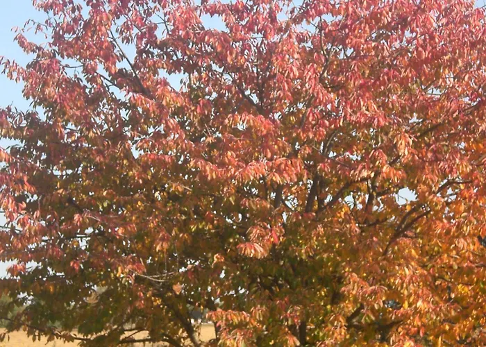 Bed & Breakfast I Ciliegi Osimo