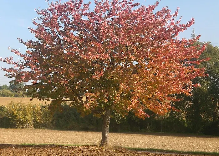 Bed & Breakfast I Ciliegi Osimo